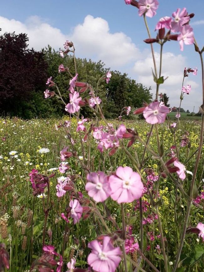 Blumiges Melle / Blumiger Landkreis Osnabrück