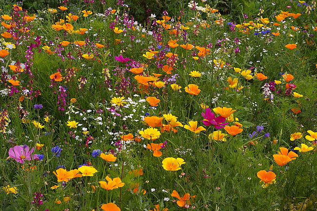 Initiative Versmolder Blüten-Mehr