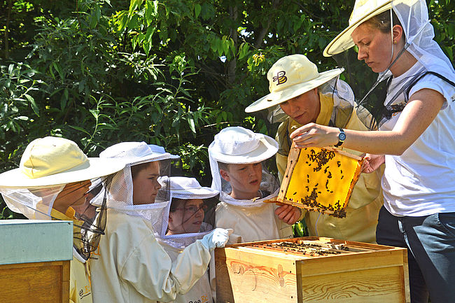 Bee.Ed - Bildung durch die Biene