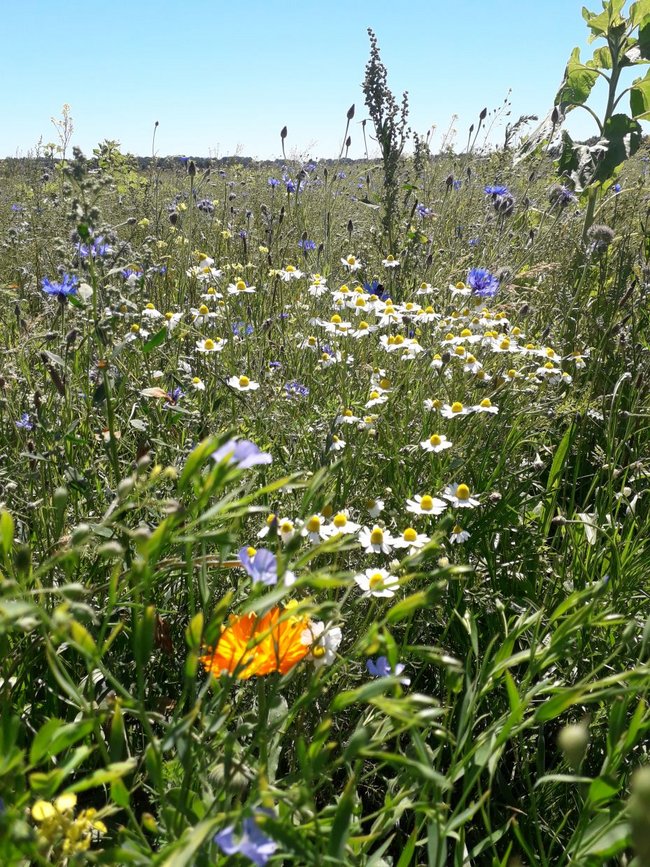 Blumiges Melle / Blumiger Landkreis Osnabrück