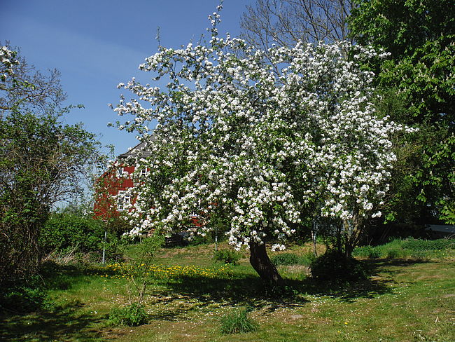 Pfarrgarten Kavelstorf - Vielfalt erhalten für Mensch und Tier