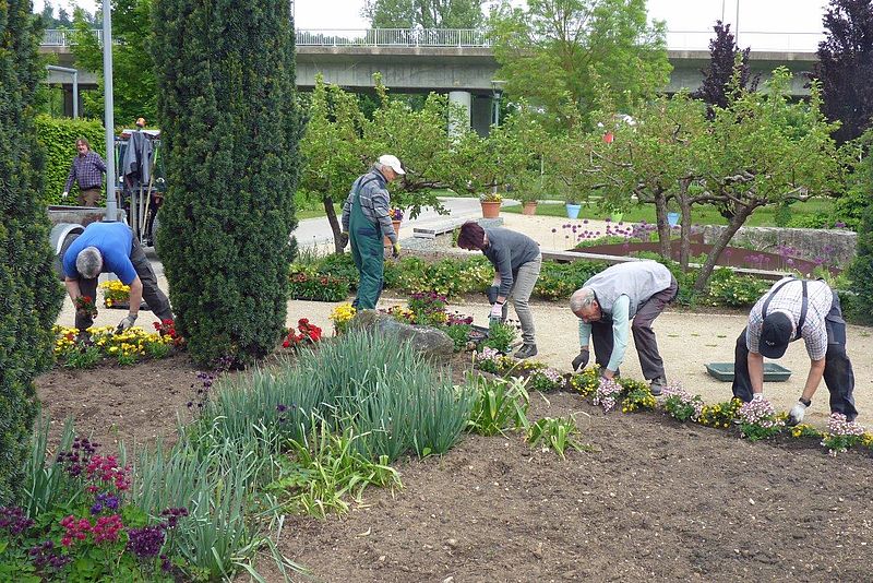 Mehrere Menschen bepflanzen ein Blumenbeet