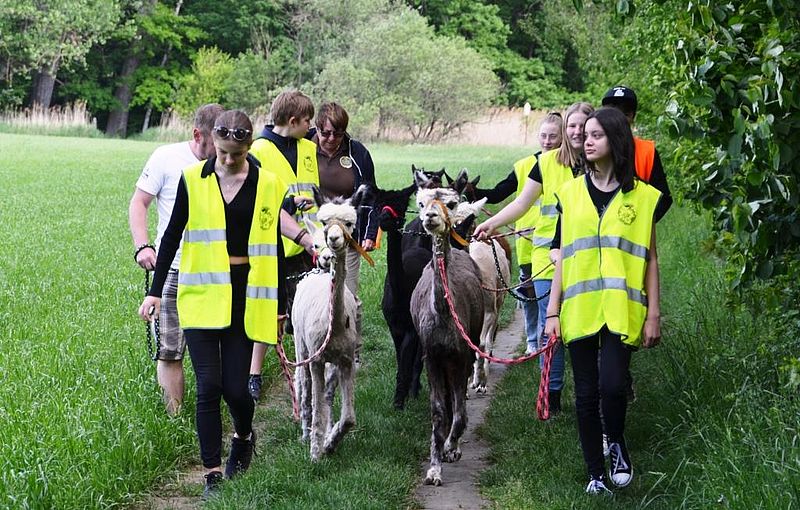 Alpakaführtraining mit Schülertierparklotsen