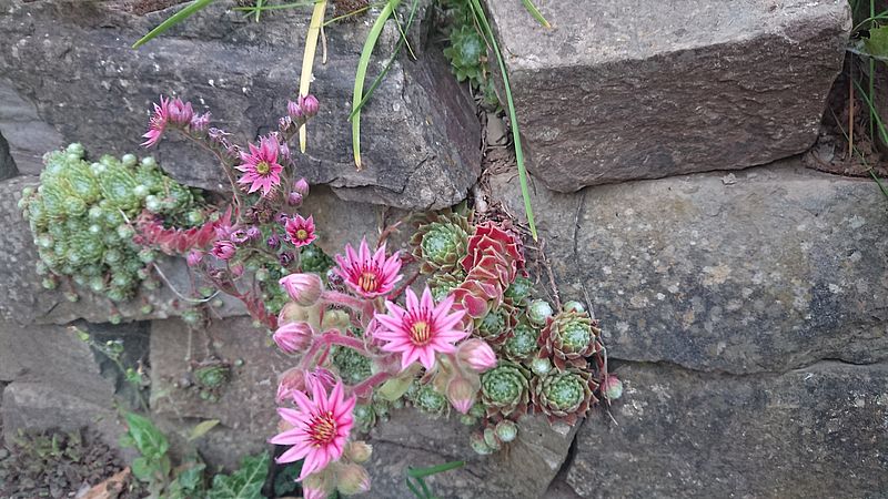 Trockenmauer als ökologische Niesche