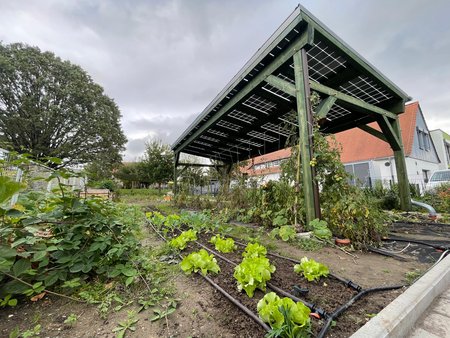 Erstbepflanzung im neuen Schulgarten
