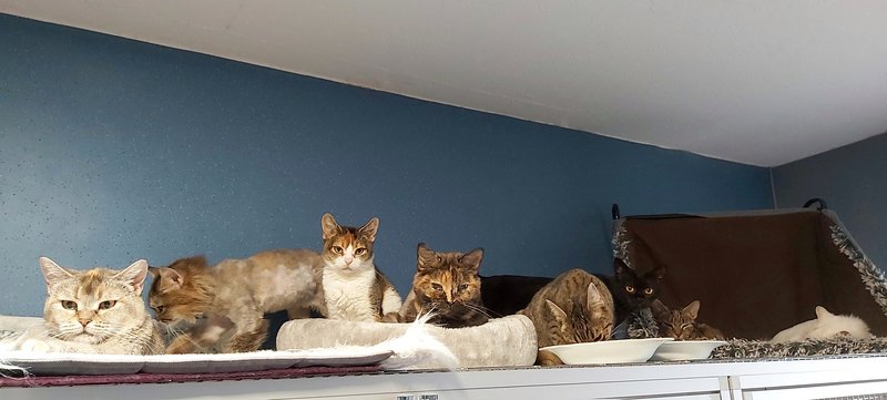 Katzen, die bei uns gepflegt und im Anschlus in gute Hände vermittelt werden