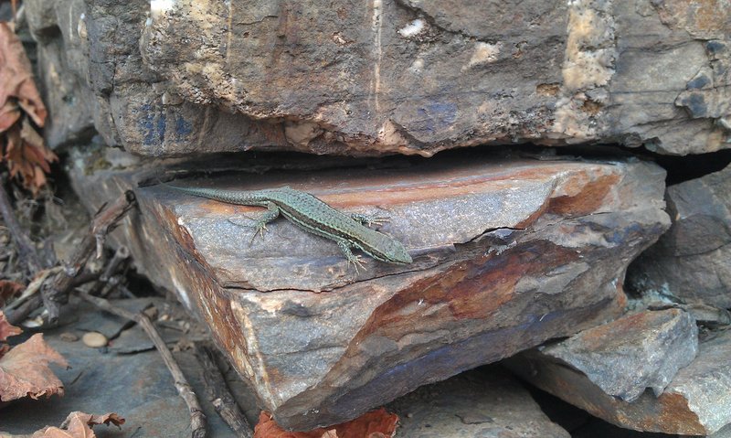 Trockenmauer als ökologische Niesche