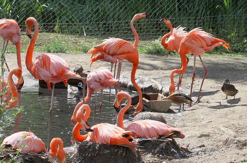 Brutkolonie der Roten Flamingos in Flamingoland