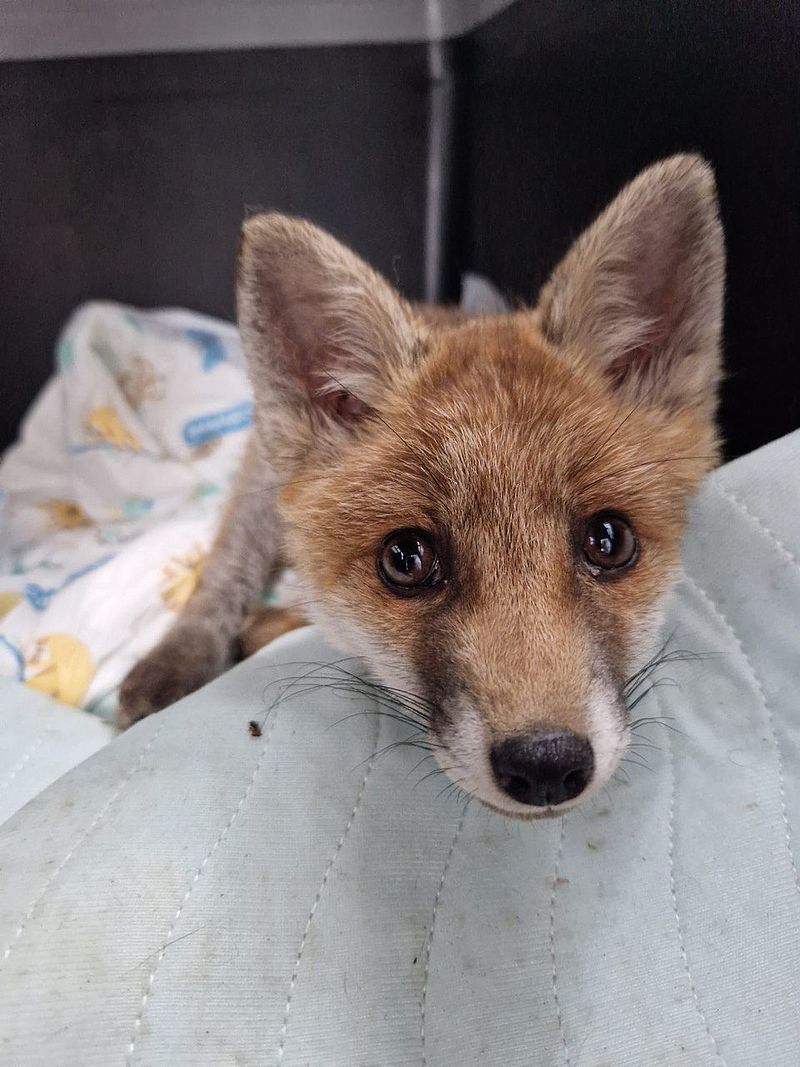 Wir versuchen den Wildtieren die am schlechtesten unterkommen, auf alle Fälle einen Platz zur Pflege bei uns zu schaffen.