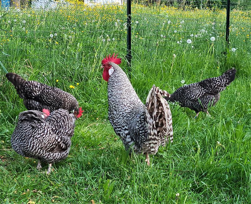 Hahn Björn mit Damen