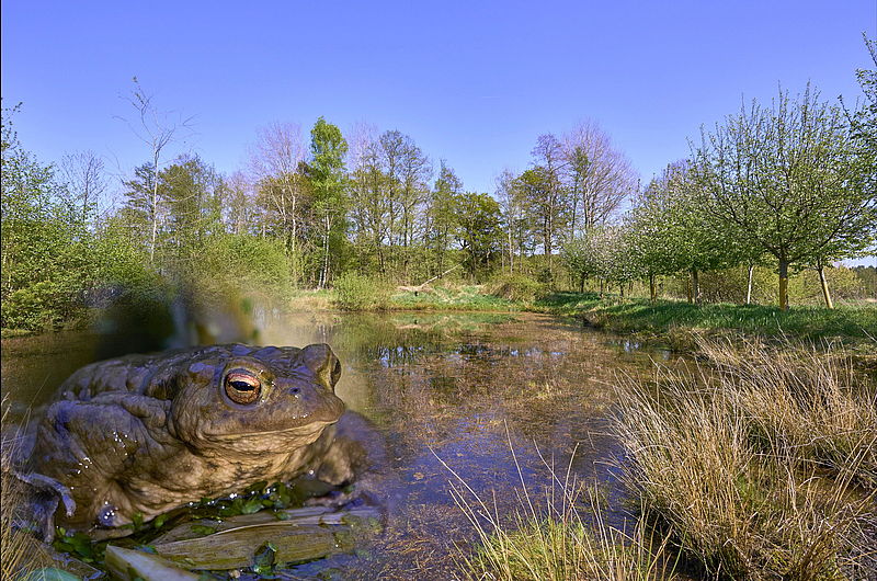  Im Frühling werden die Stillgewässerbiotope „lebendig“. Unzählige Amphibien und Insekten bevölkern diese Oasen in der Kulturlandschaft.