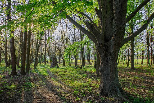 Hochzeitswald Hombressen