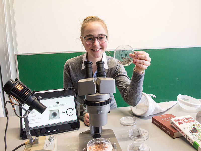 Bea Pfeiffer untersucht und bestimmt mikroskopisch die verstorbenen Insekten
