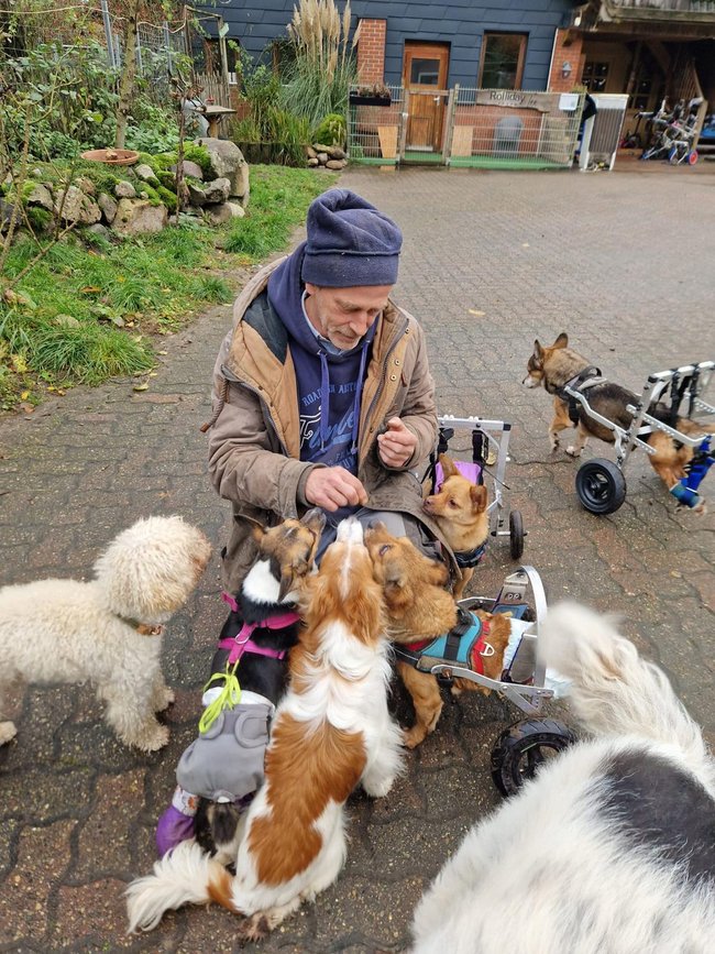 Dog and Roll - Gassigehen mit den Rollihunden