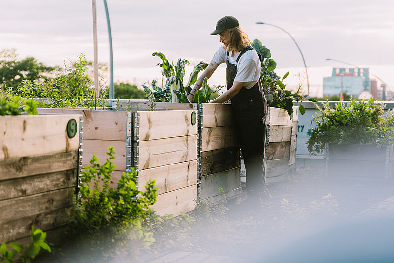 Mann gärtnert an Hochbeet