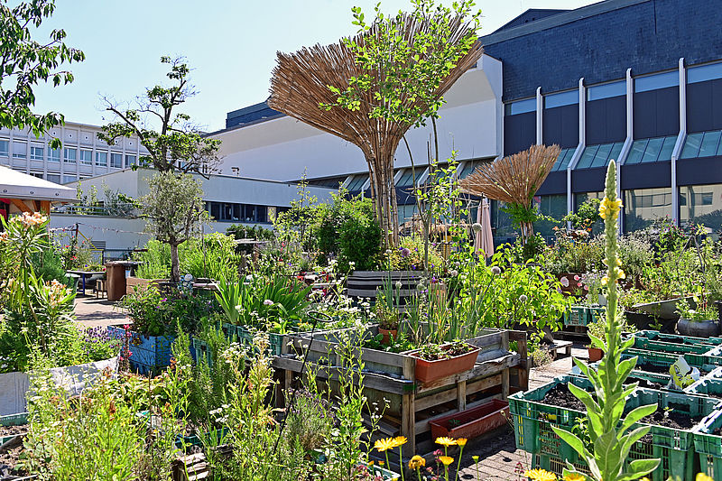 Sommerliches Grün auf einem ersten kahlen Platz