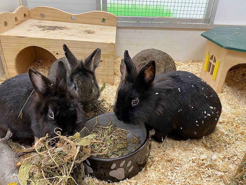 Kaninchen aus einem Animal Hording Fall mit über 150 Kaninchen