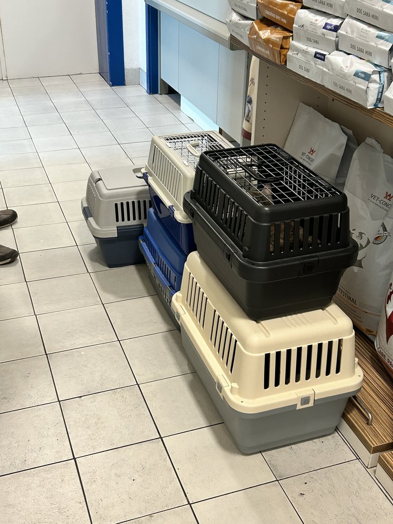 wichtige Kastrationen um weiteres Leid einzudämmen und Krankheiten zu reduzieren